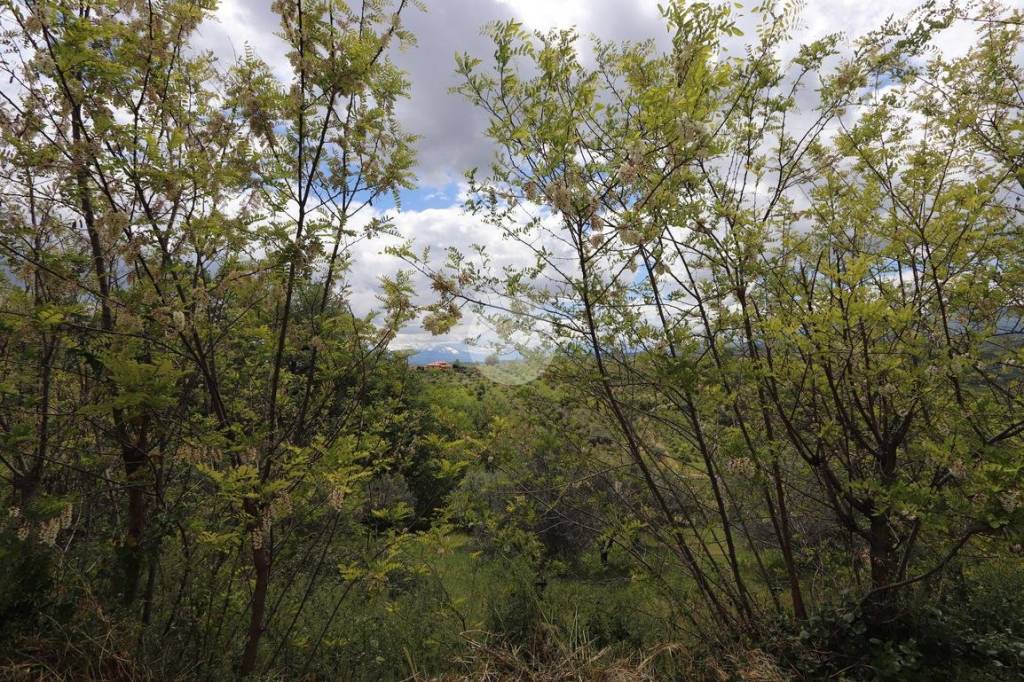 immagine annuncio 5 di 9