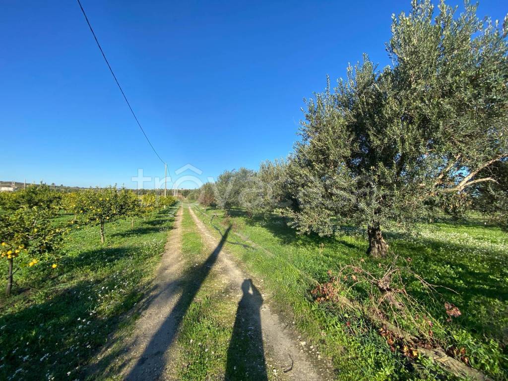 immagine annuncio 1 di 11