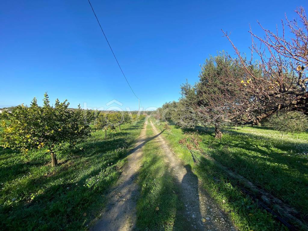 immagine annuncio 4 di 11