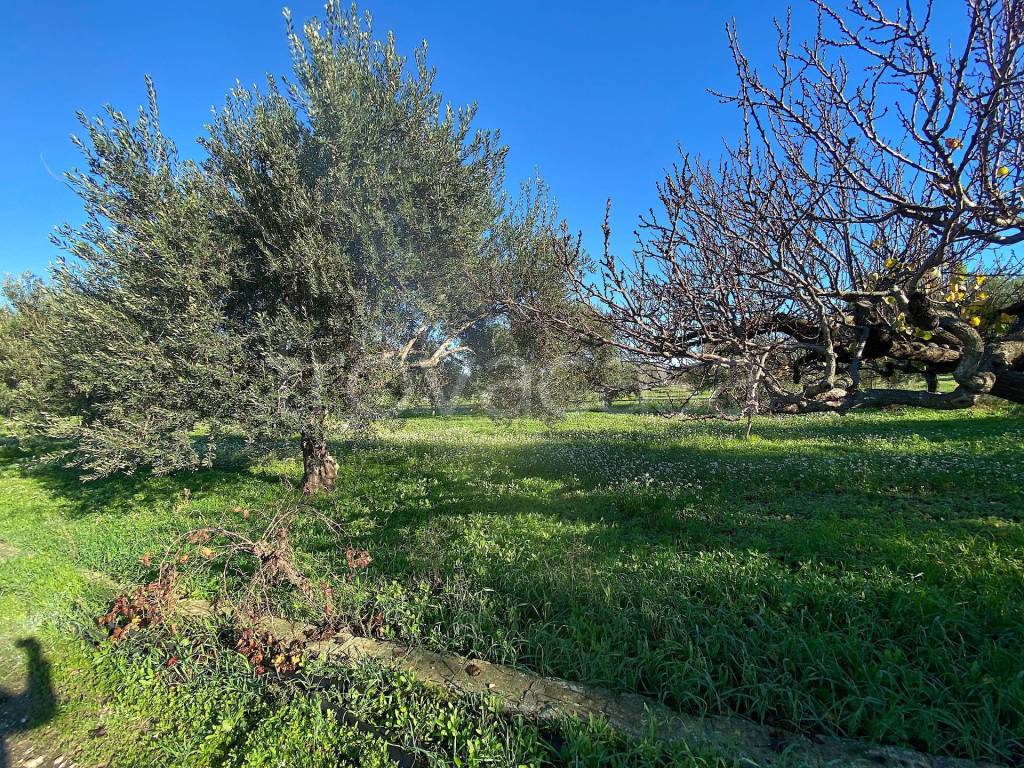 immagine annuncio 8 di 11