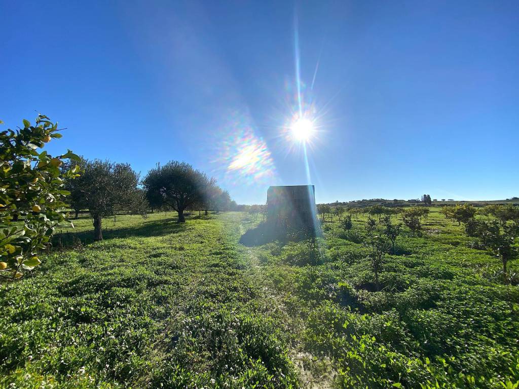 immagine annuncio 9 di 11