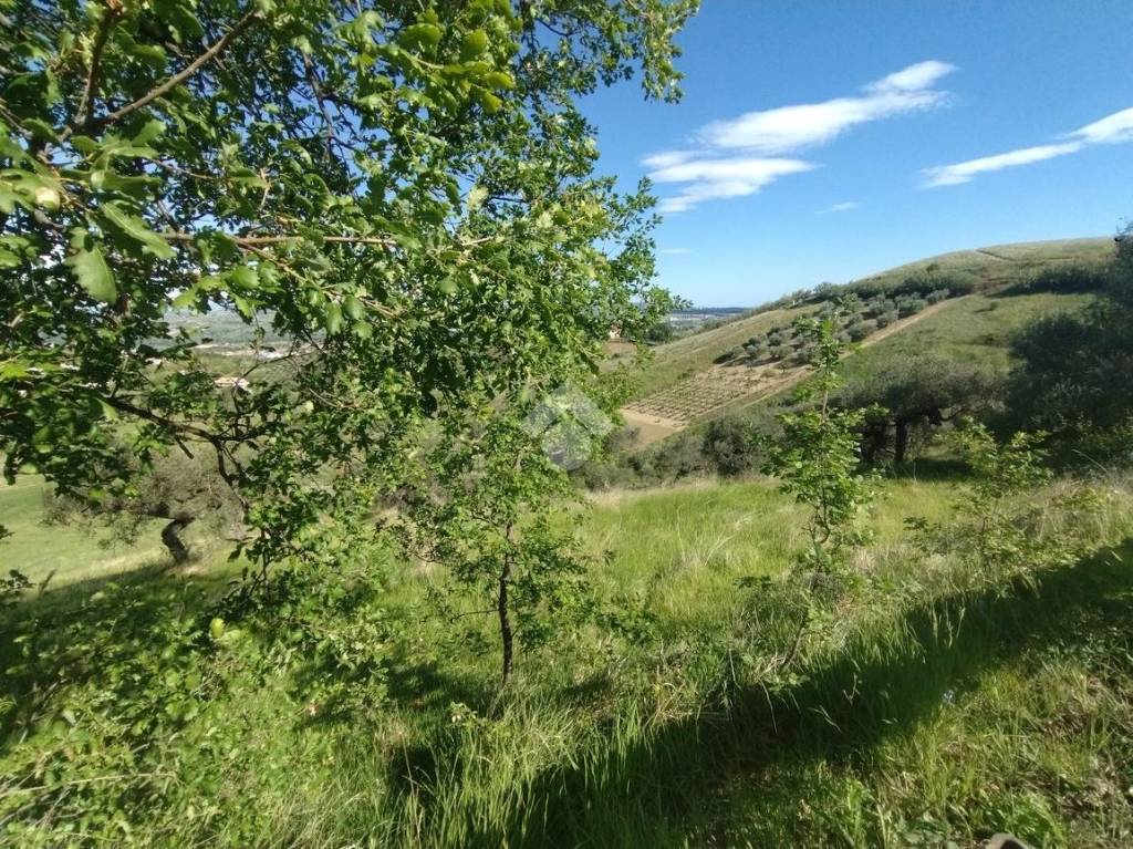 immagine annuncio 3 di 7