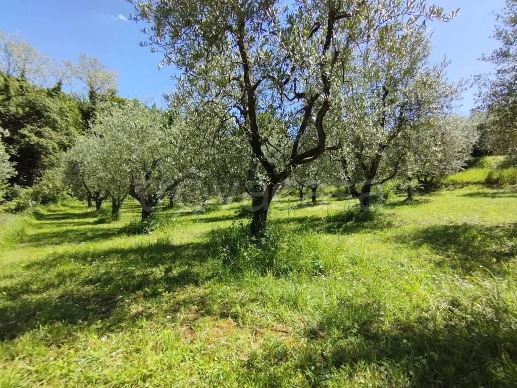 immagine annuncio 2 di 14
