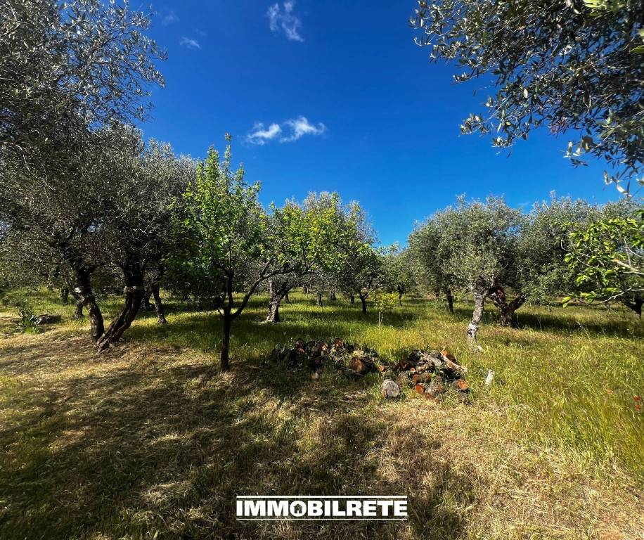 immagine annuncio 3 di 12