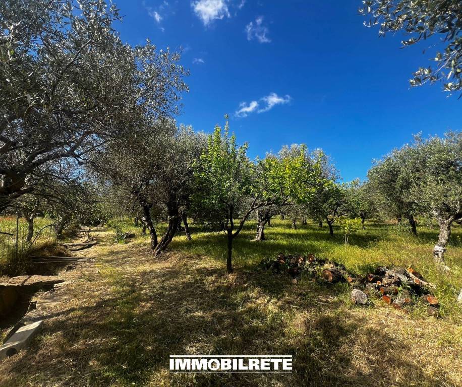 immagine annuncio 4 di 12