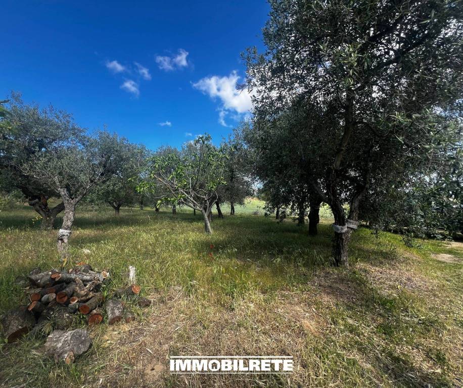 immagine annuncio 5 di 12
