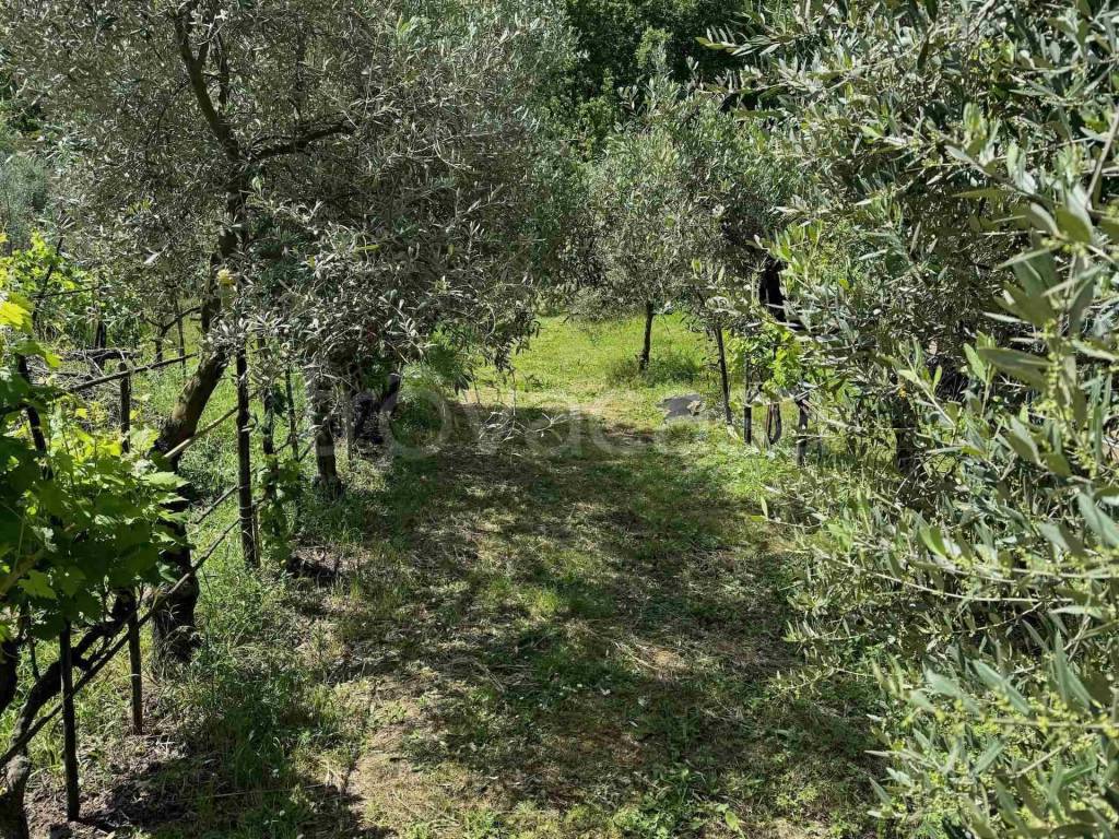 immagine annuncio 1 di 6