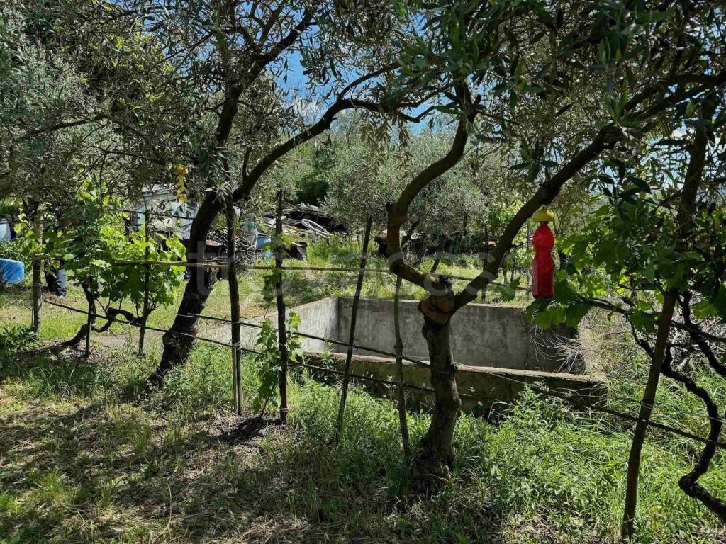 immagine annuncio 3 di 6