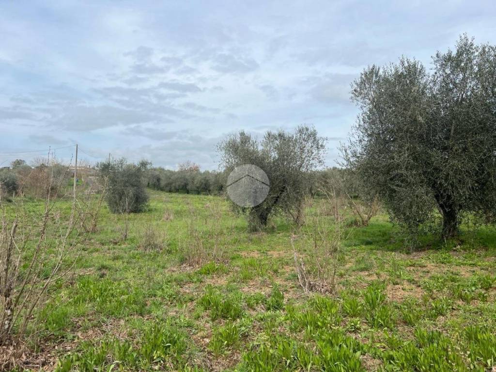 immagine annuncio 2 di 11
