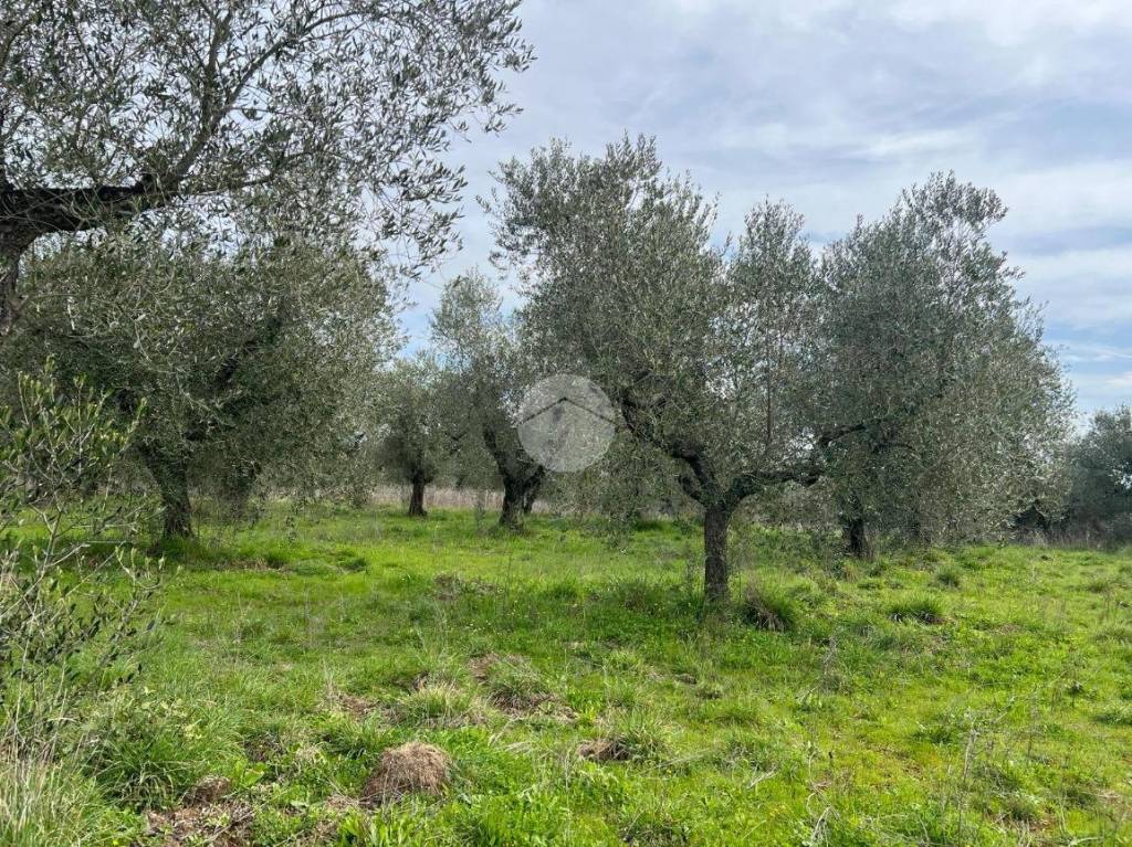 immagine annuncio 3 di 11