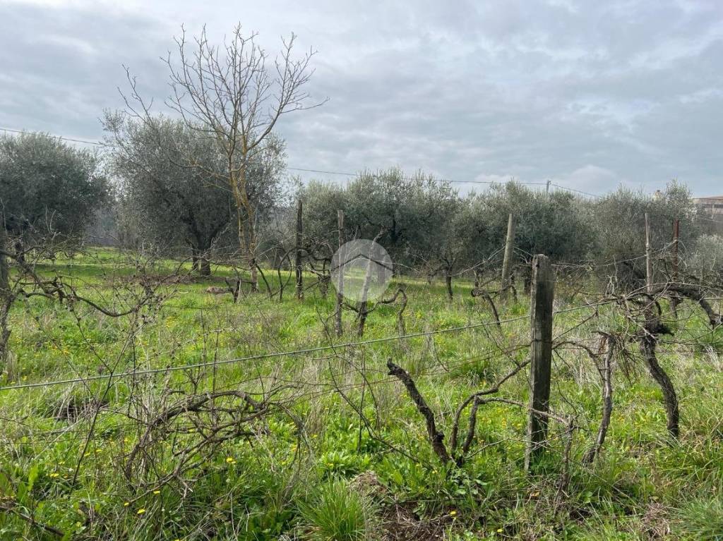 immagine annuncio 4 di 11