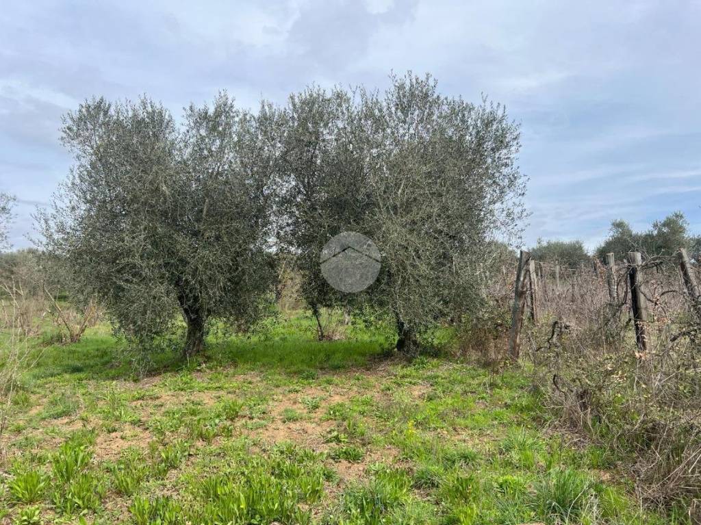 immagine annuncio 5 di 11