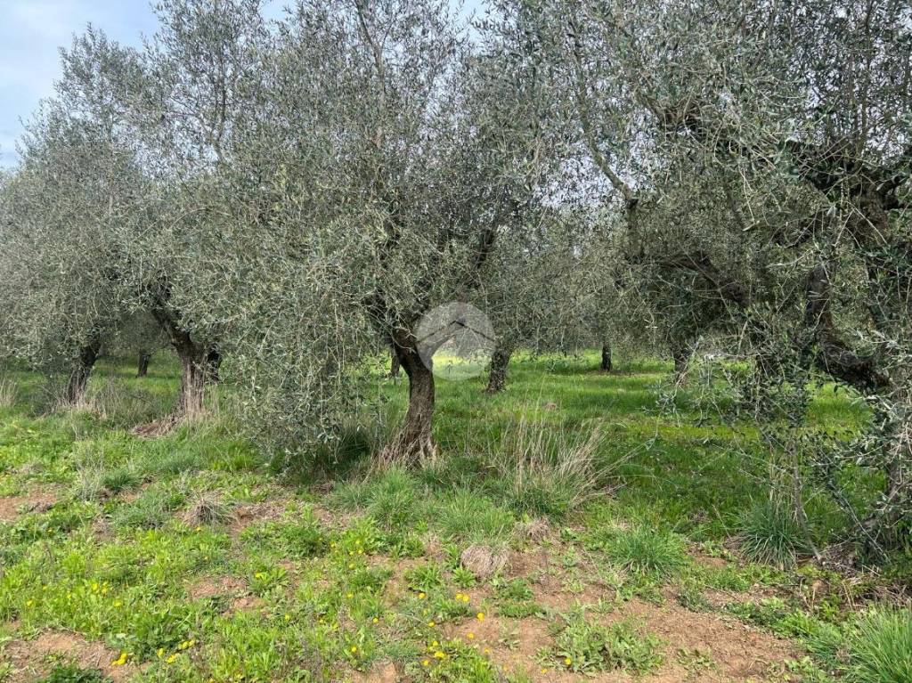 immagine annuncio 7 di 11