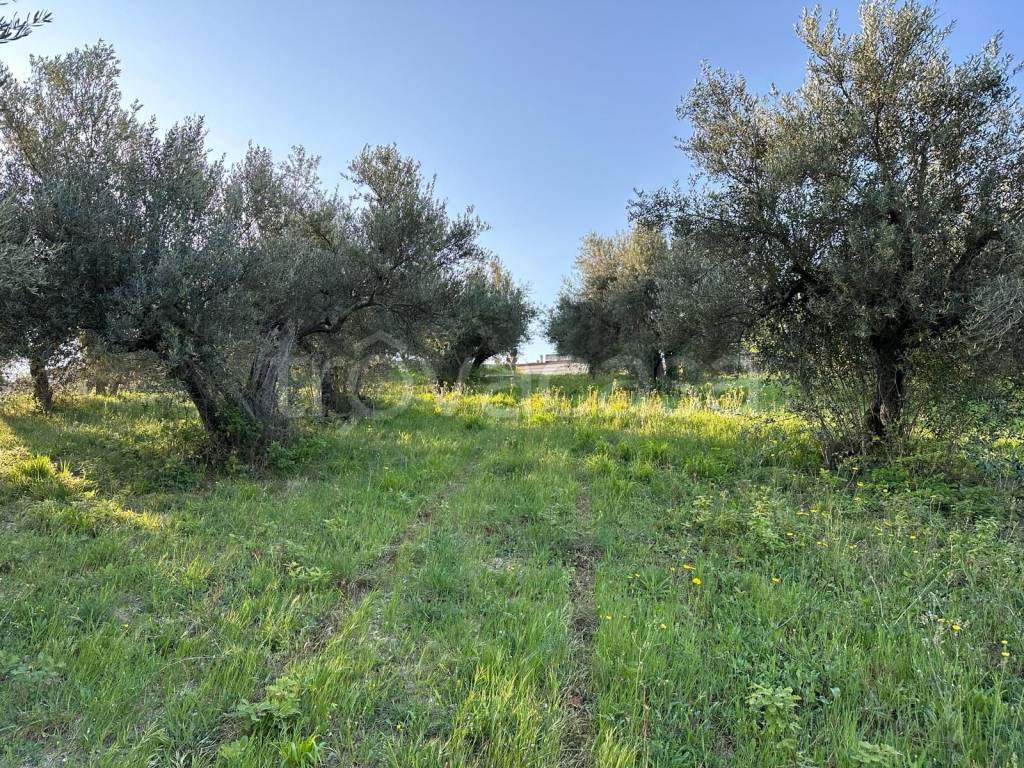 immagine annuncio 3 di 7