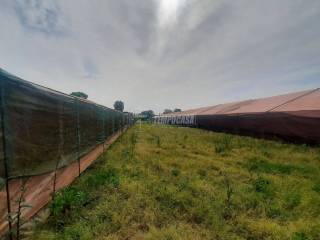 Terreno agricolo in vendita a viareggio via consorziale