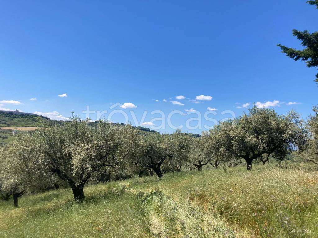 immagine annuncio 3 di 9