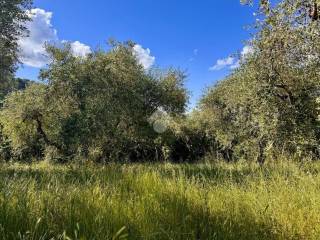 Terreno agricolo in vendita a soriano nel cimino contrada san pietro