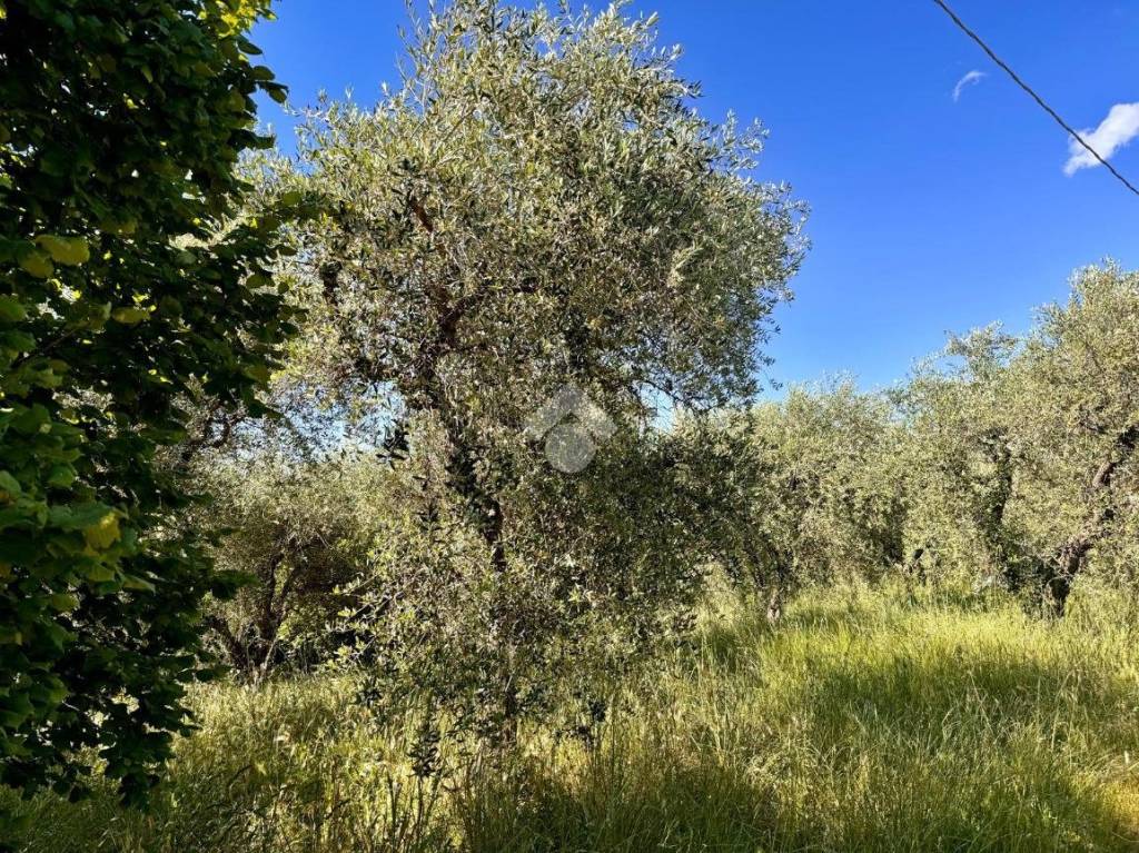 immagine annuncio 3 di 14