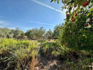 Terreno agricolo in vendita a olmedo via matteotti