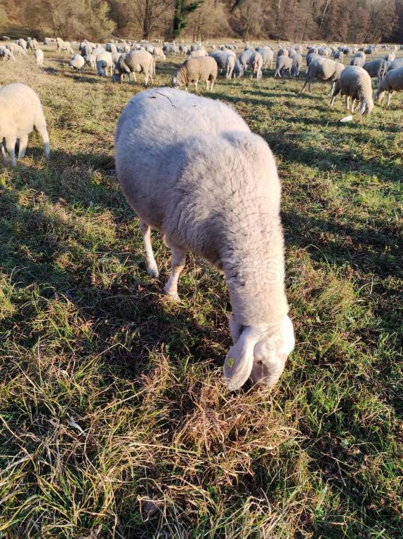 immagine annuncio 10 di 15