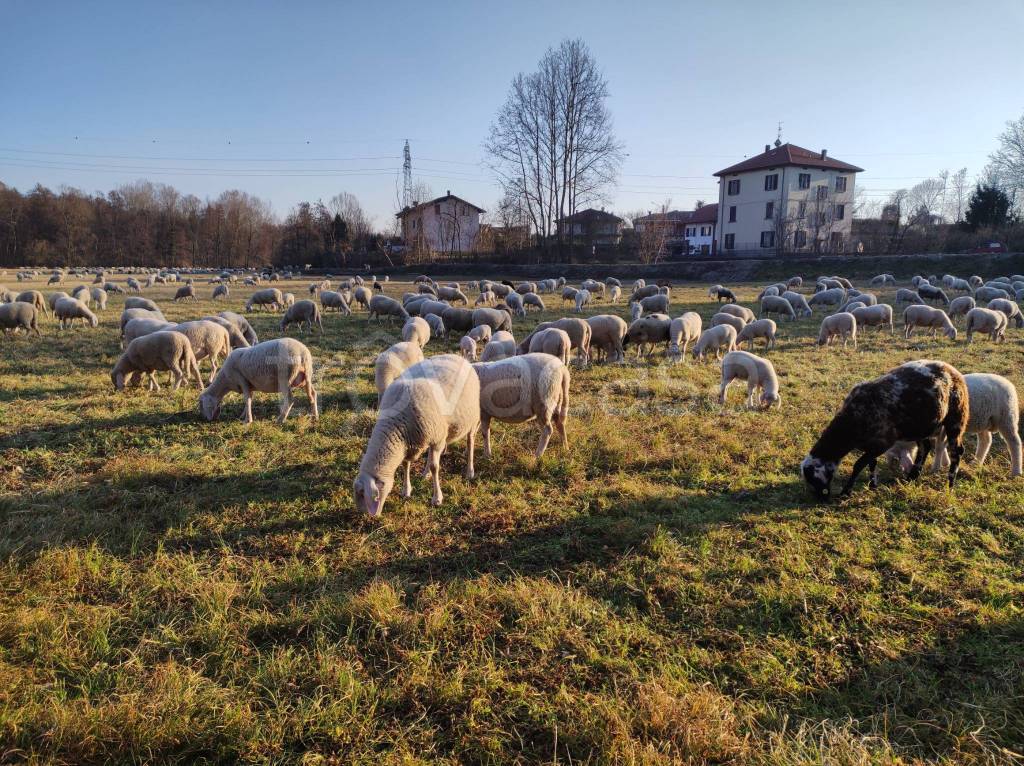 immagine annuncio 11 di 15