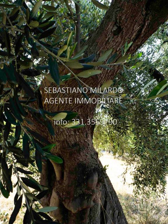 immagine annuncio 5 di 6