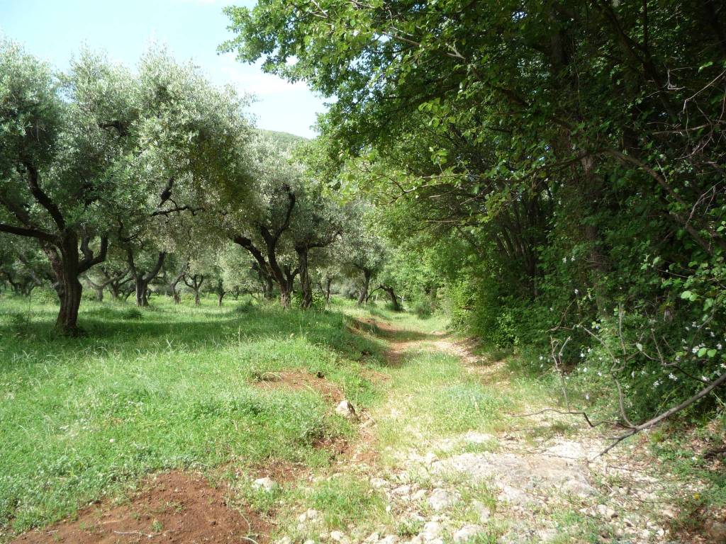 immagine annuncio 5 di 14