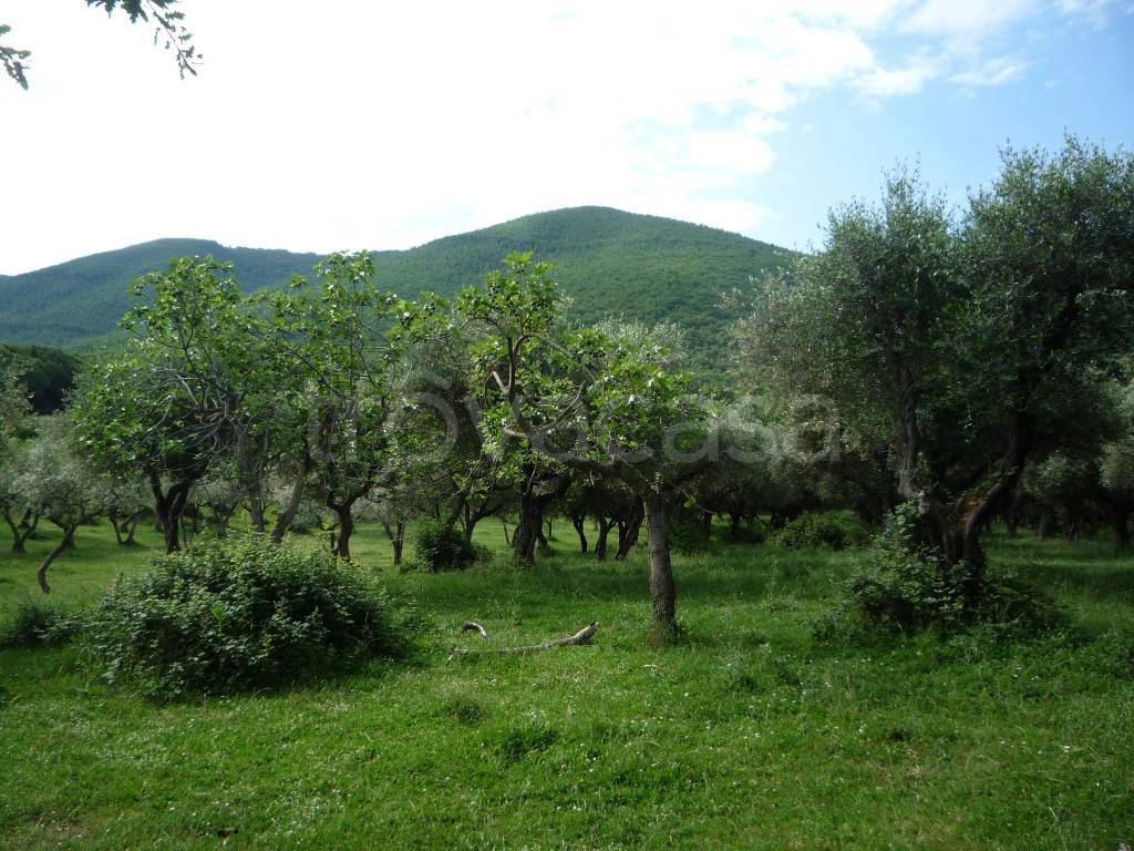 immagine annuncio 11 di 14