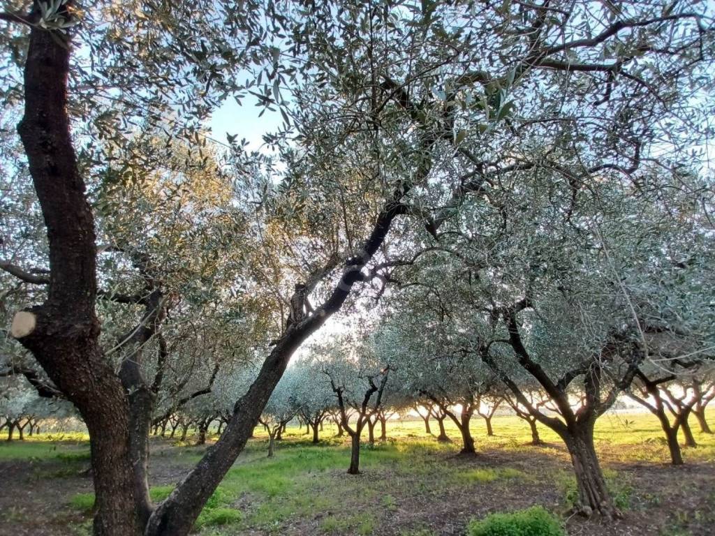 immagine annuncio 3 di 11