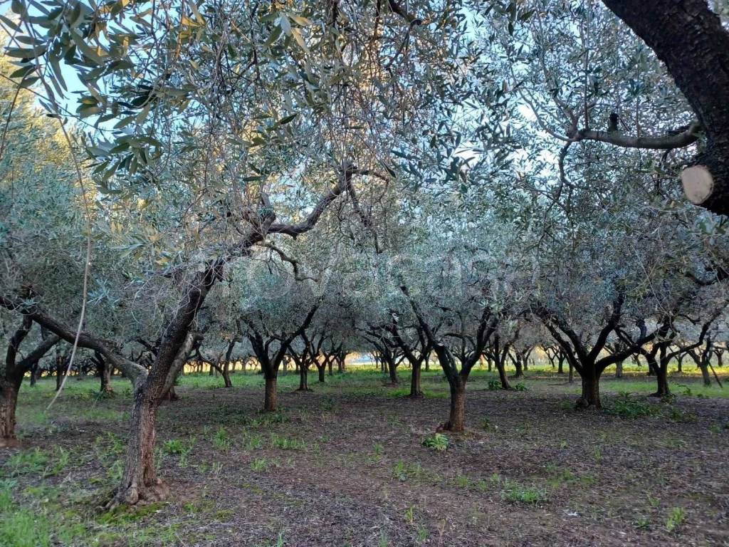 immagine annuncio 4 di 11