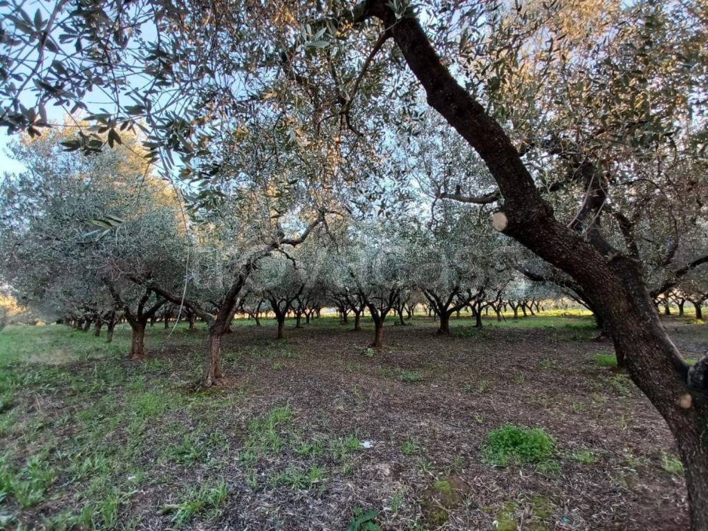 immagine annuncio 5 di 11