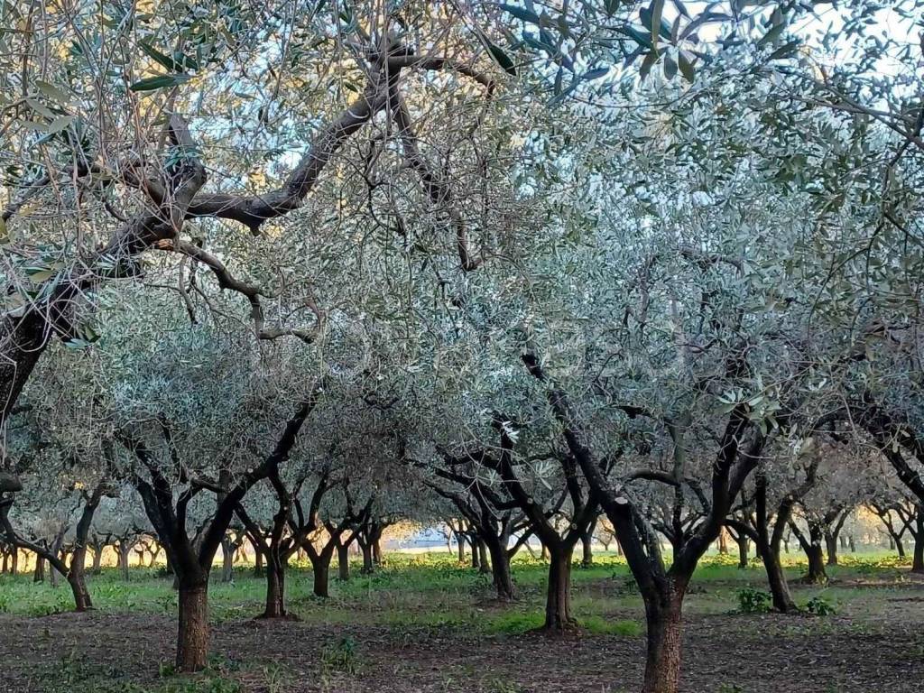 immagine annuncio 6 di 11