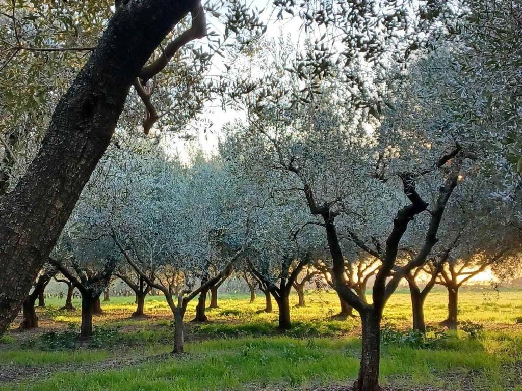 immagine annuncio 8 di 11