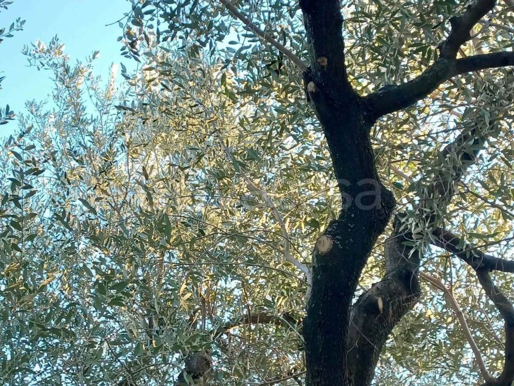 immagine annuncio 9 di 11