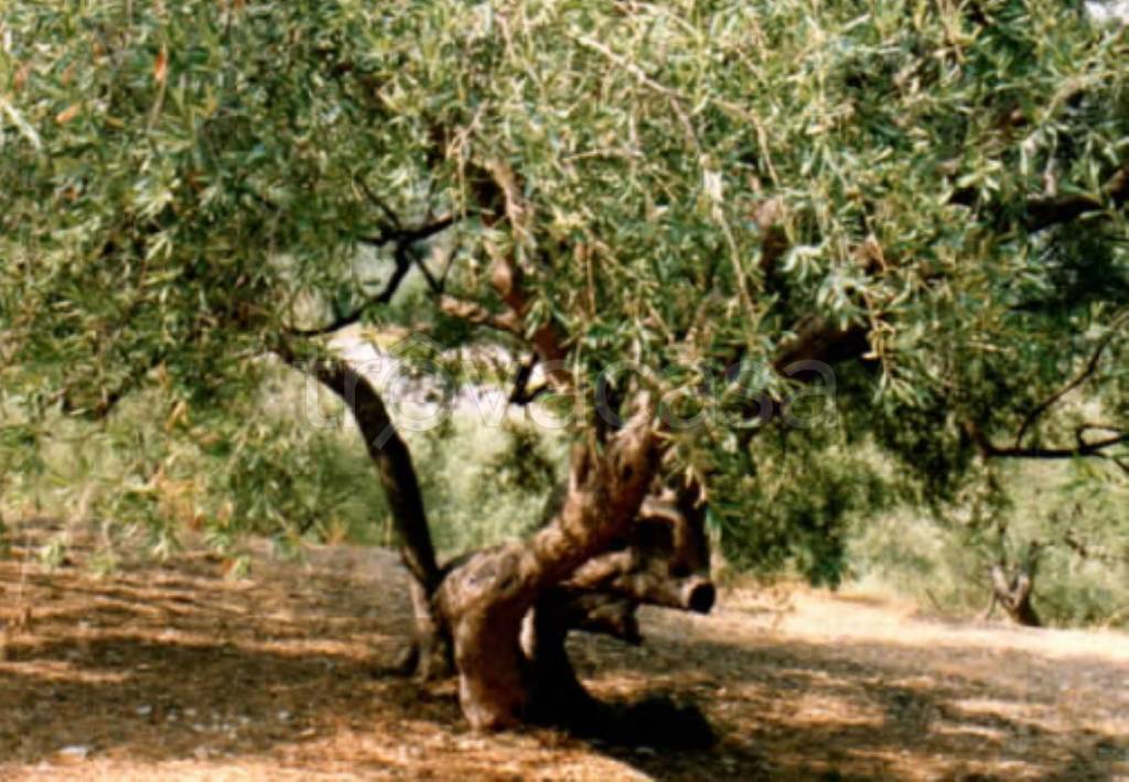 immagine annuncio 6 di 13