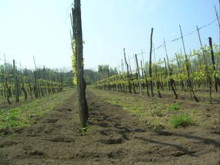 Terreno agricolo in vendita a pozzuoli strada provinciale vecchia licola, 6