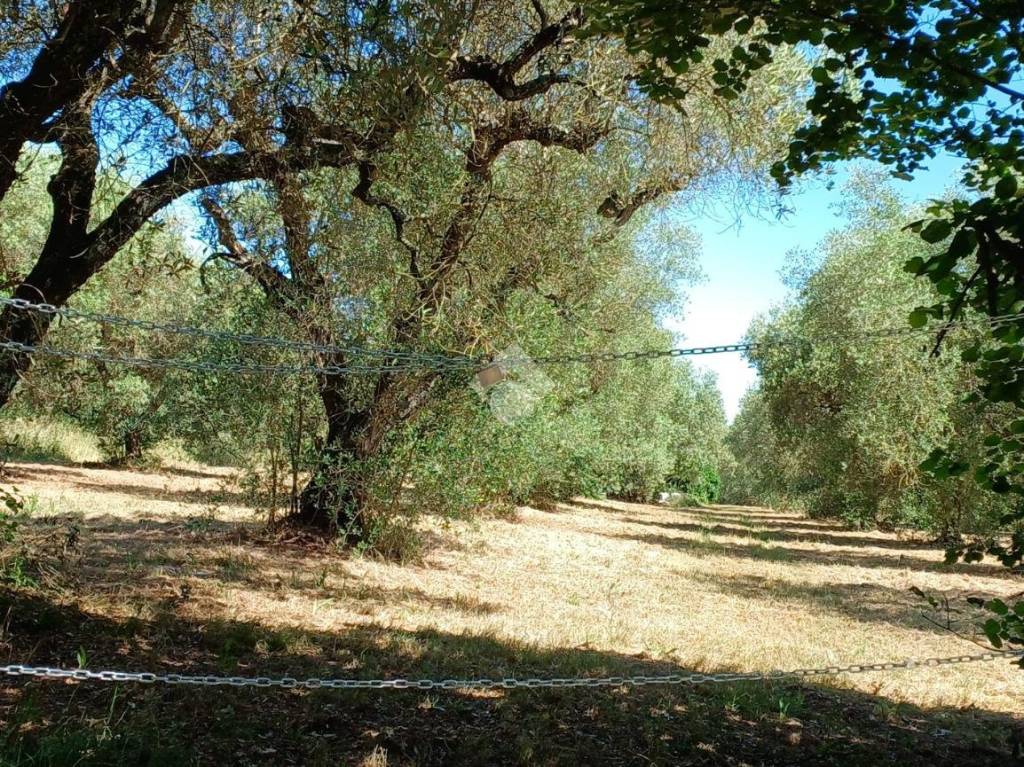immagine annuncio 2 di 9