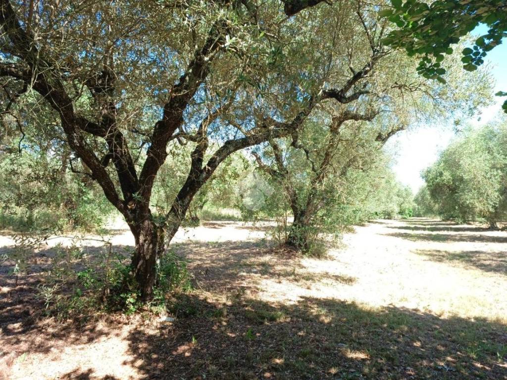immagine annuncio 5 di 9