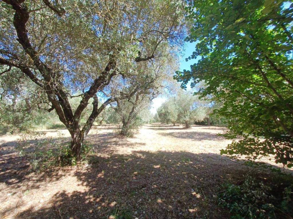 immagine annuncio 6 di 9