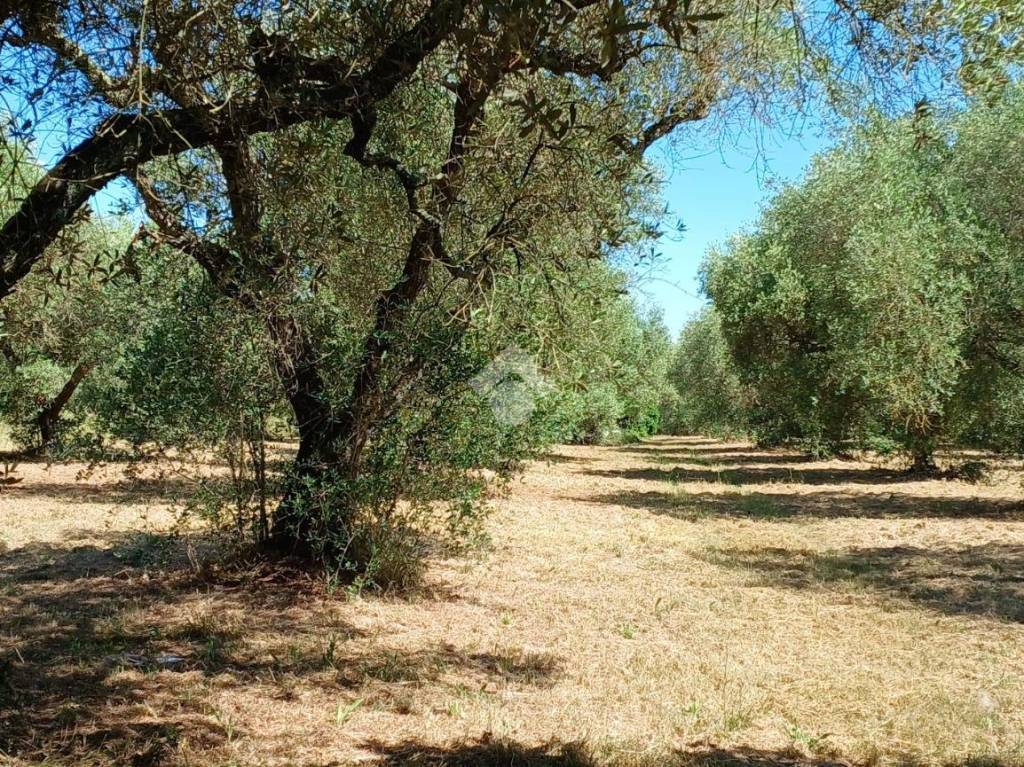 immagine annuncio 8 di 9