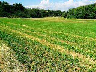 Terreno agricolo in affitto a ponsacco via melorie, 1