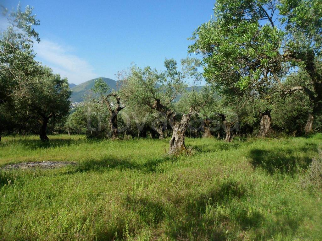 immagine annuncio 9 di 14