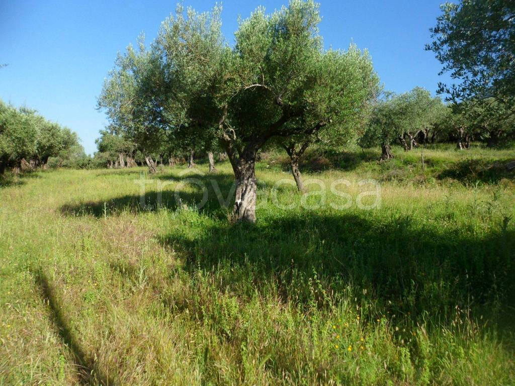 immagine annuncio 11 di 14