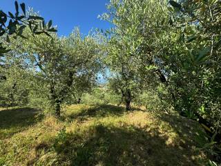 Terreno agricolo in vendita a capannori via del pergolone