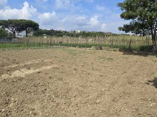 Terreno agricolo in affitto a città sant'angelo via berlinguer