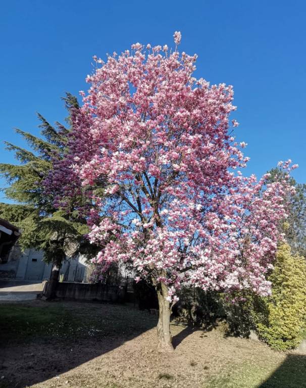 immagine annuncio 1 di 8