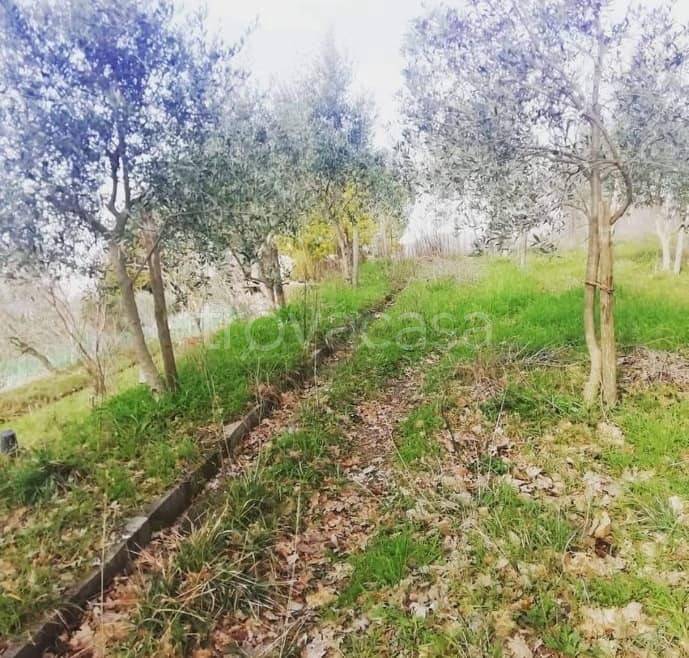 immagine annuncio 5 di 8