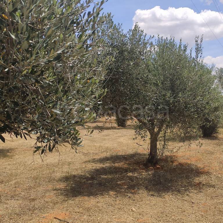 immagine annuncio 11 di 13
