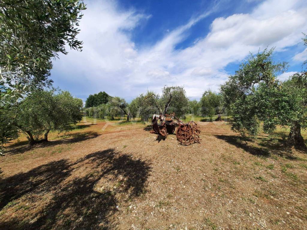immagine annuncio 1 di 10