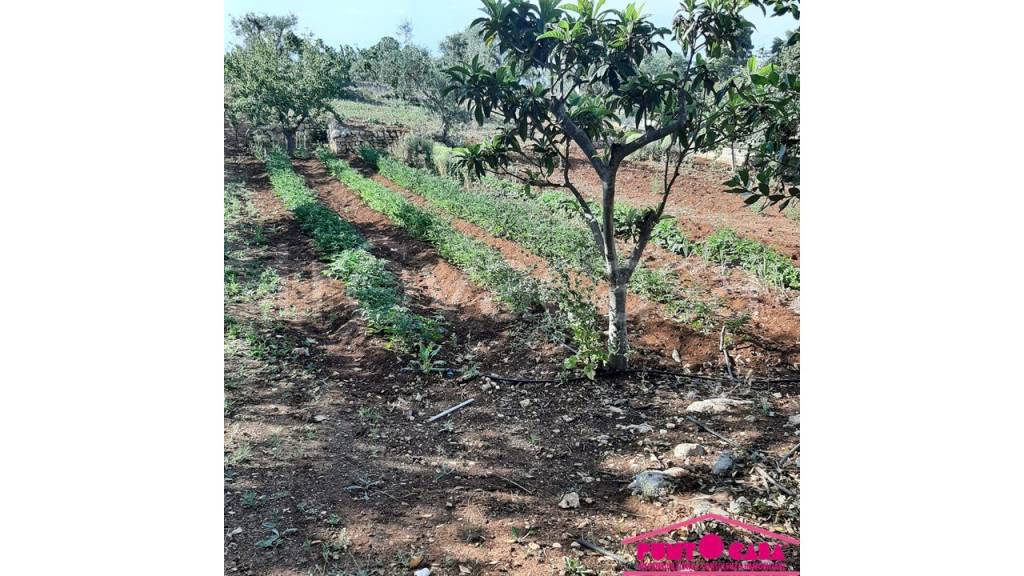 immagine annuncio 6 di 8